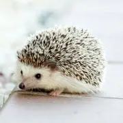 はりぃ