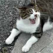 かかおの画像