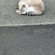 かわちゃんの画像