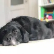 Pop