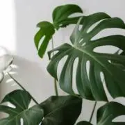 PlantataIanの画像