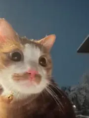 ゆきの画像