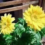 さちこ＊の画像