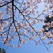 あんこ