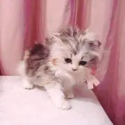 みいら※プロフ必読の画像