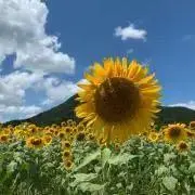 ひまわりの画像