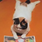 なぎ