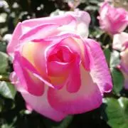 Tea Roseの画像