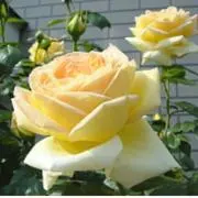 Image of Flower