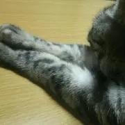 ＊しず＊