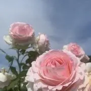 りんの画像