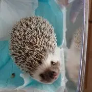 マリリン