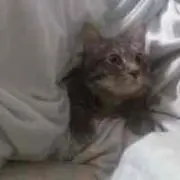 ぬこ様の画像