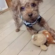 プルン