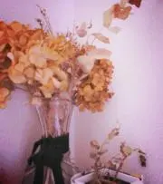 ひまわり✴︎の画像