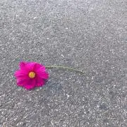 りんの画像