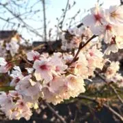 ゆうちゃんの画像