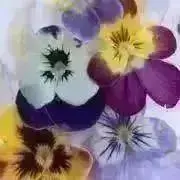 しおぱんの画像