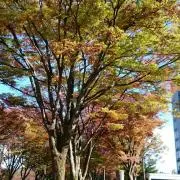 natoriの画像