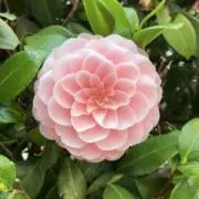 しっぽなの画像