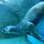しろくまの画像