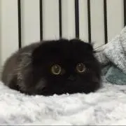 やきいも