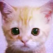youhi