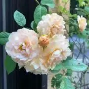 ⭐︎peko⭐︎即購入◎値引き交渉◎の画像