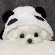 なにの画像