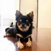 yiの画像