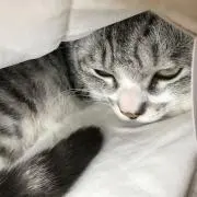 福ちゃんの画像