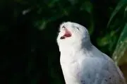 tanicoの画像