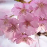 さとみん
