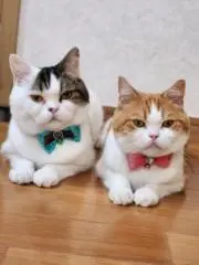 さとちゃん