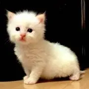 真