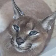 Caracalの画像