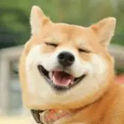 shiba-dogの画像