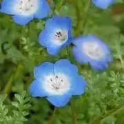 メル