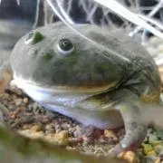 ふくちゃん