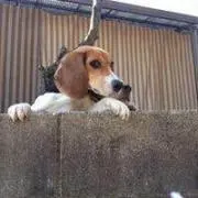 いくっち
