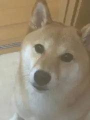 まぐろの画像