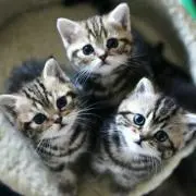 ノラねこ