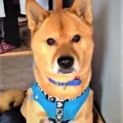 ダイちゃんの画像