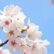 SAKURAの画像