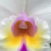 きなこ