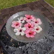 ASUKAの画像