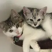 ひよこまる