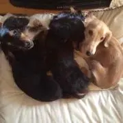 ポニョ