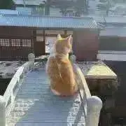 Mithaの画像