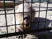 かぼちゃの画像